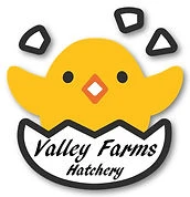 Established In 2012 From Only $15 At Valley Farms Hatchery